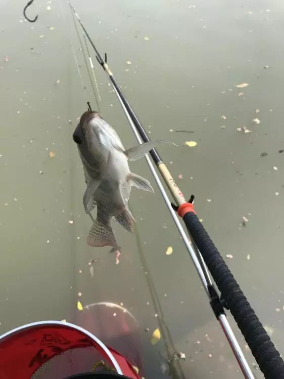 友人相约-本汀七迦爽爆竿