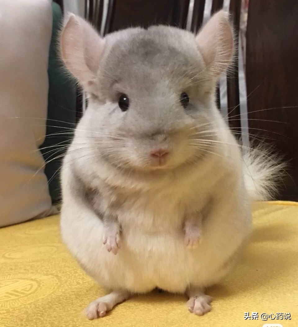 龙猫一对品种怎么选,龙猫入手前需要准备什么