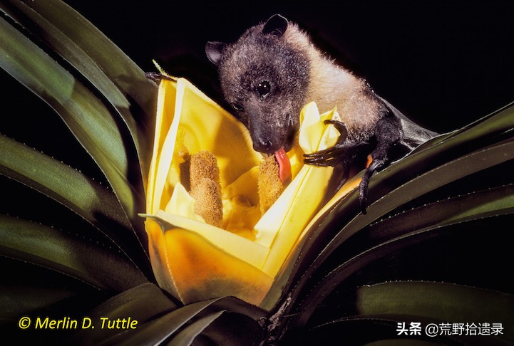 蝙蝠天敌是什么怎么赶走蝙蝠,蝙蝠应不应该打死