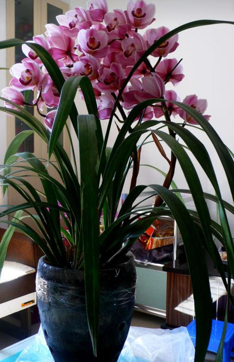 大蕙兰花开花后怎么养殖,蕙兰花年宵花怎么养好活