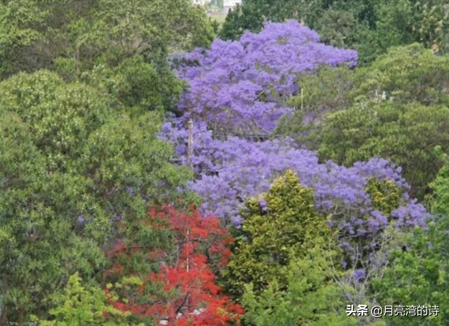 蓝花楹最是一抹蓝紫惹人醉,宁静的蓝花楹