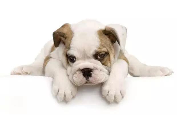 推荐各种狗狗的类型,10种有型罕见的狗狗