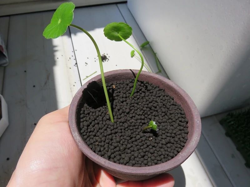 铜钱草水养的正确方法和步骤,12种铜钱草怎么养