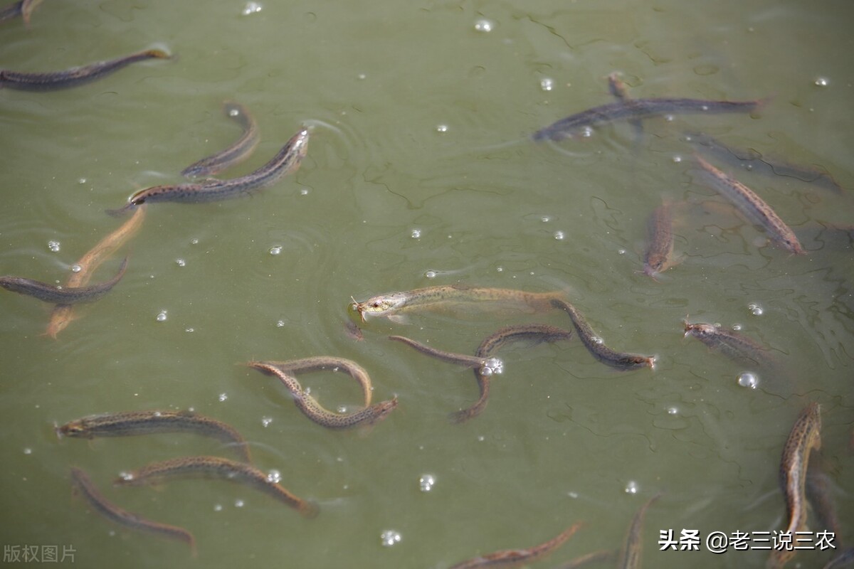 河北一小伙，租弃坑干起了这一行，带领20户农民致富，收入翻倍