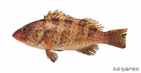 顶级海鲜鱼类大全图解,常见海鲜鱼类哪些便宜
