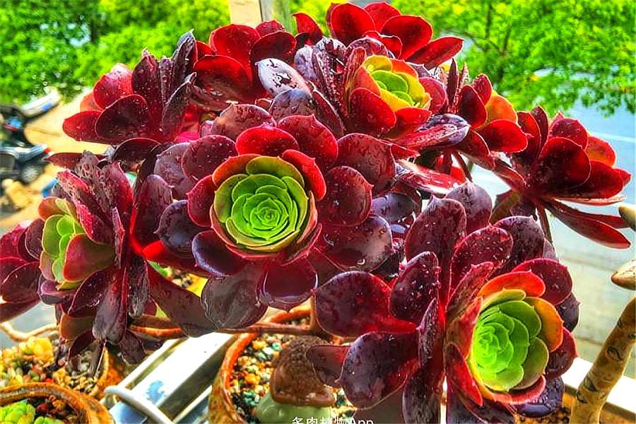 多肉紫馨如何养护,多肉紫羊绒用什么土