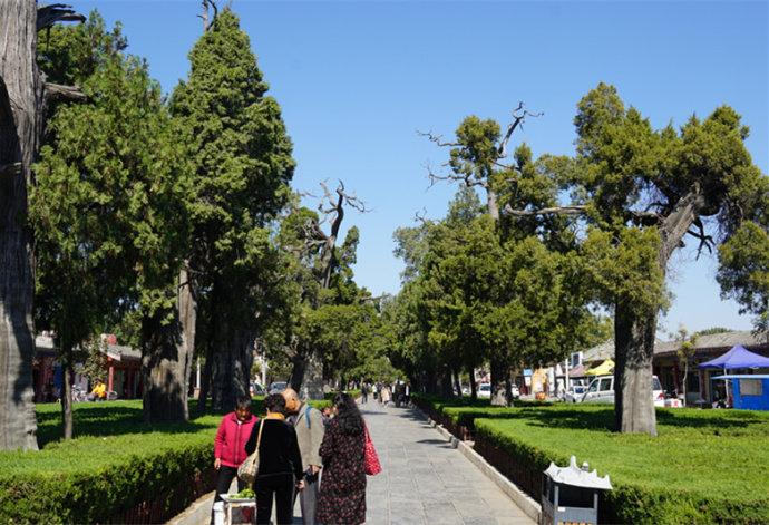 孔林是最大的氏族墓地吗,孔林最大墓葬群