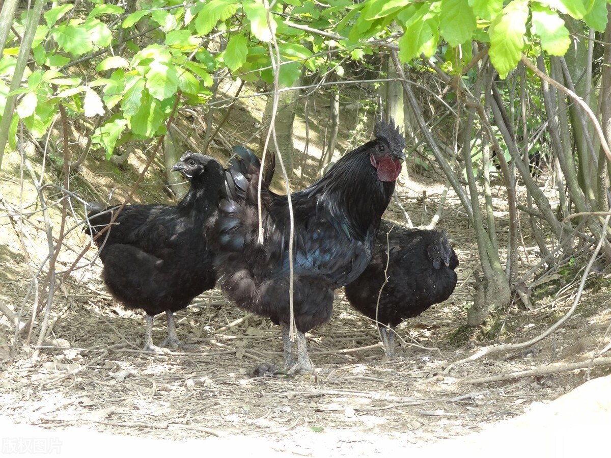 宜昌农村小伙返乡养殖黑鸡,回乡养本地黑鸡的90后小伙