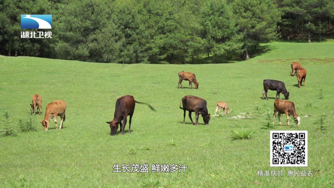 张飞牛肉哪个口味好吃,张飞牛肉哪种最好吃