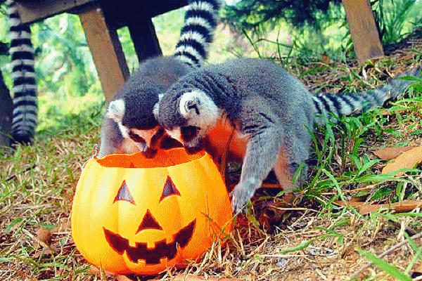 新网红夜市、鬼魅城堡、荧光夜跑…爱折腾的购物中心都这样做活动