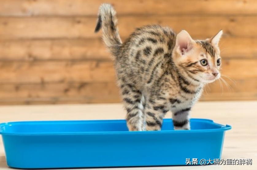 猫咪两天不拉屎正常吗幼猫,幼猫有什么上厕所的前兆