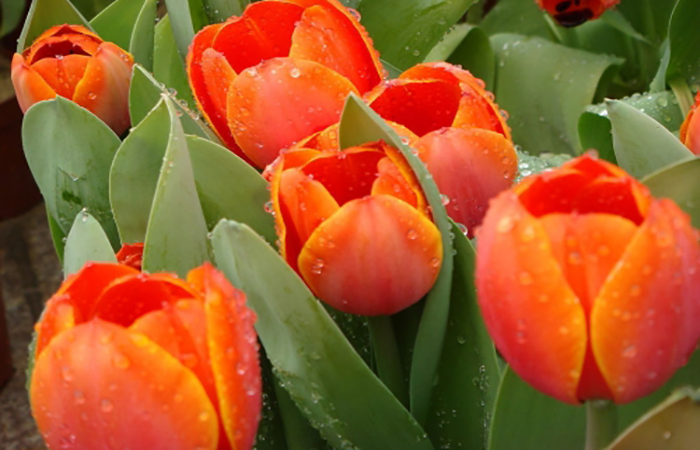 世界上最贵的花是什么,世界上最贵花