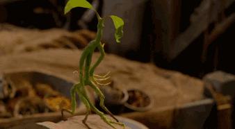 所谓哈迷的狂欢不过是失望之极下的*慰自**｜影评