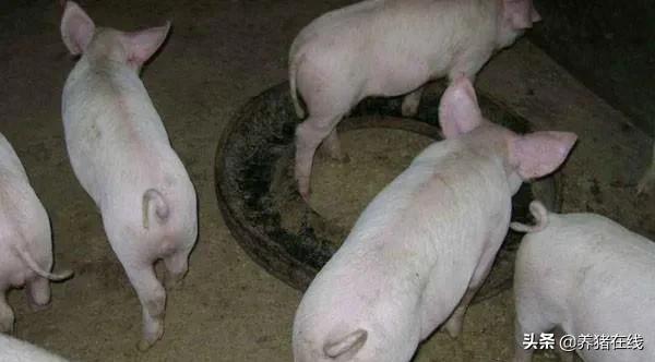 你家的老母猪断奶后正常发情了吗？