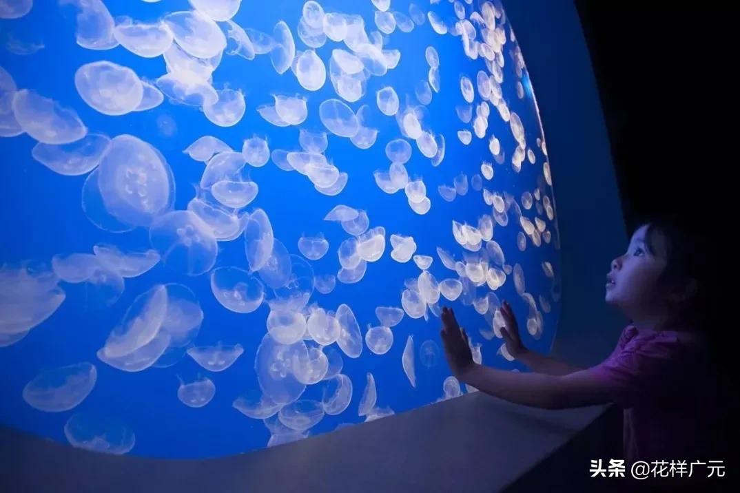 广元卡尔海洋世界,广元市卡尔海洋世界怎么去