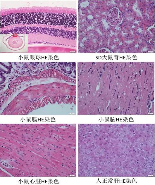 动物染色标本的制备,关于动物石蜡切片参考文献有哪些
