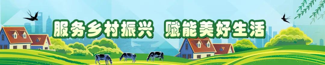 金丝皇菊泡什么能清肝明目,金丝皇菊组合养生茶