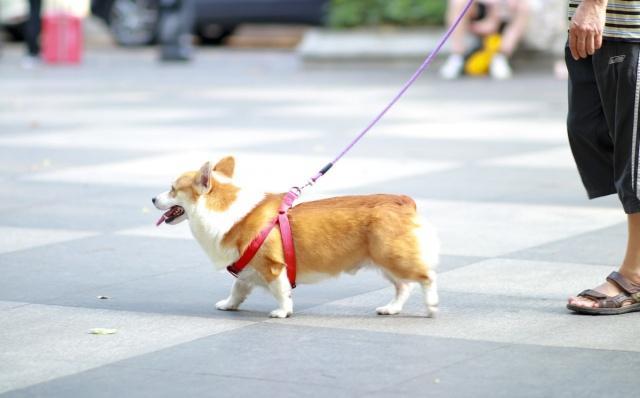 养狗不驱虫到头一场空,养狗不拴狗造成的伤害视频