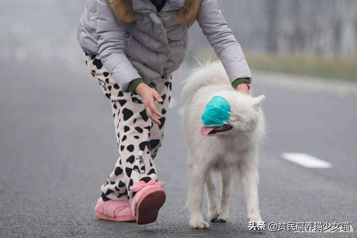 宠物口罩疫情,疫情期间宠物口罩