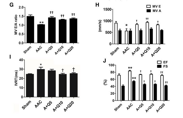 槲皮素对治疗肺部疾病有效果吗,槲皮素的抗炎免疫及部分机制研究