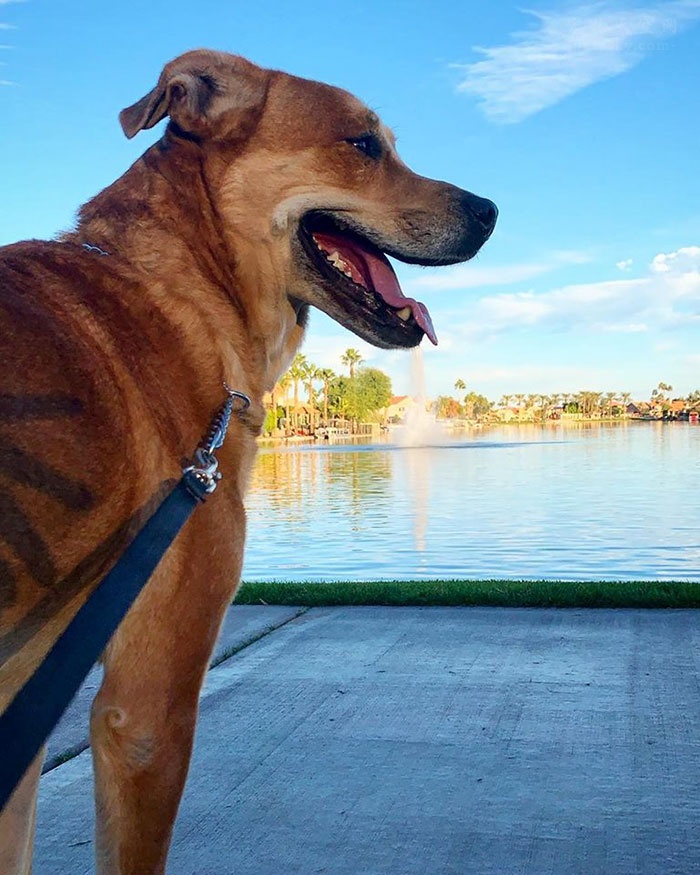 狗狗被救助很开心,狗狗被放在笼子里救助