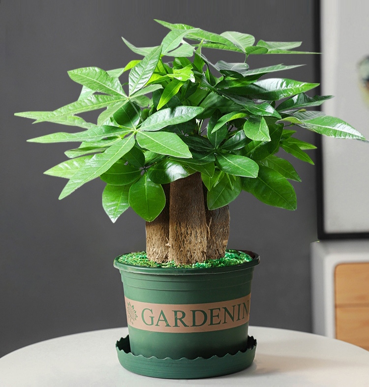 一年四季不死的十种花水养,浇水过多死的植物