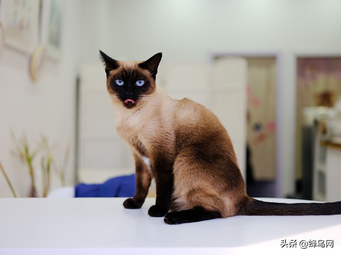 富士中画幅gfx50r测评,富士gfx50sii与50r的区别