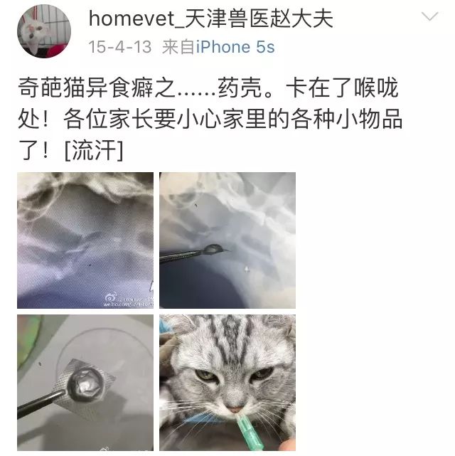 训练猫时可以给猫吃什么,训练猫捕食