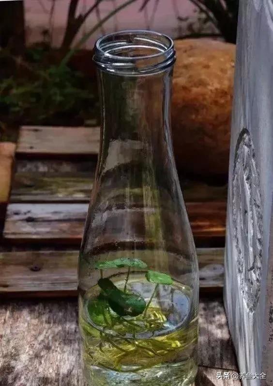 经历2次整池团灭，没关系！接着买从头再来！