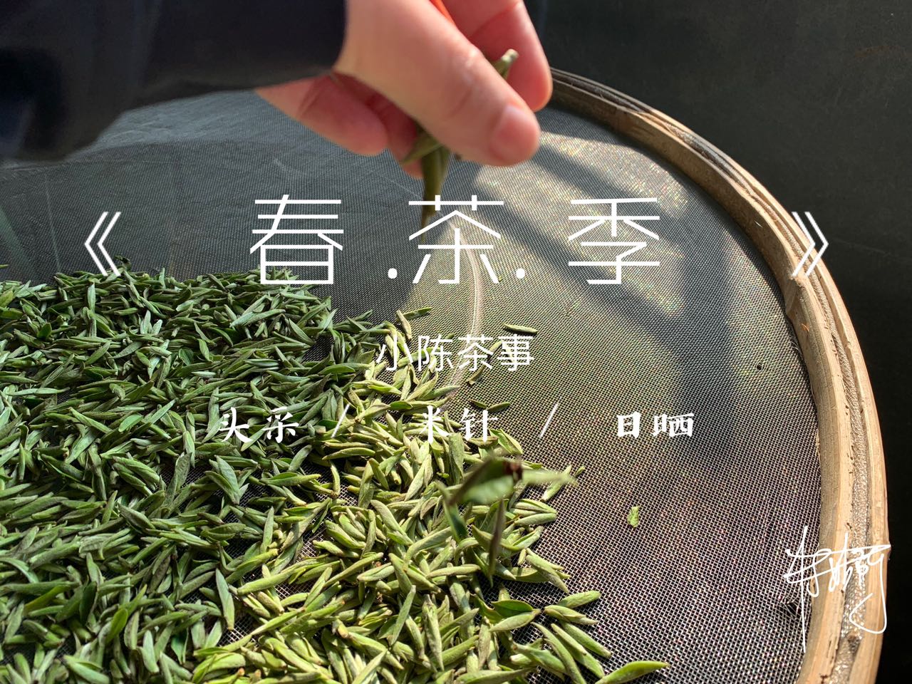 鲜爽花香桂花香绿茶,鲜爽回甘的茶叶有哪些