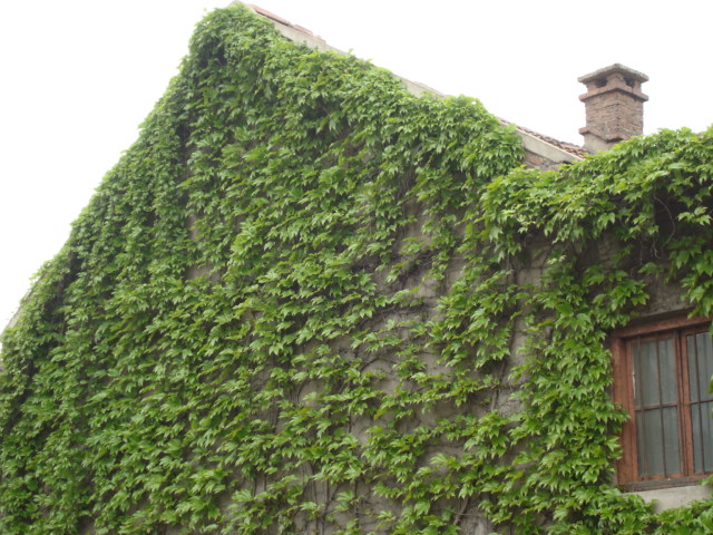 春天花儿开春意正香浓是什么意思,桃花朵朵开春意浓