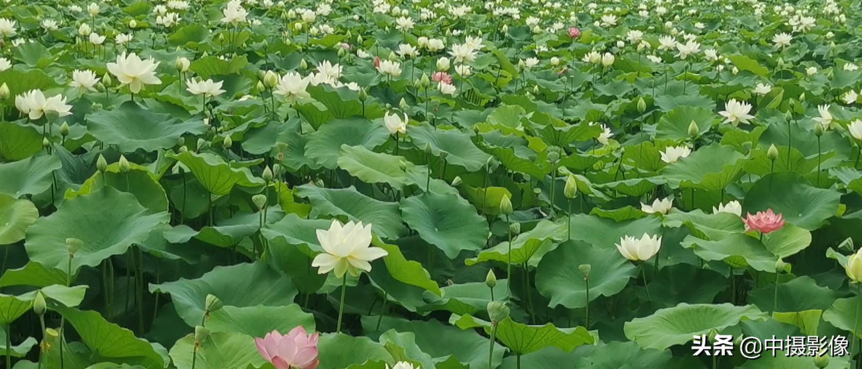 观日照白鹭湾小镇，看湾里人的生活与艺术，是怎样一首田园诗