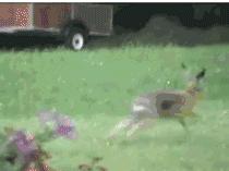 150只野兔被抓,3只野兔被抓