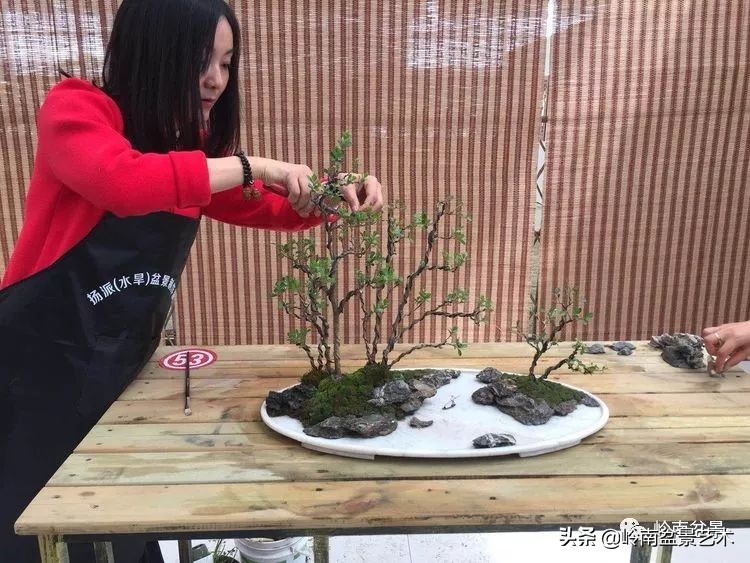 女盆景师丁昕,丁昕盆景