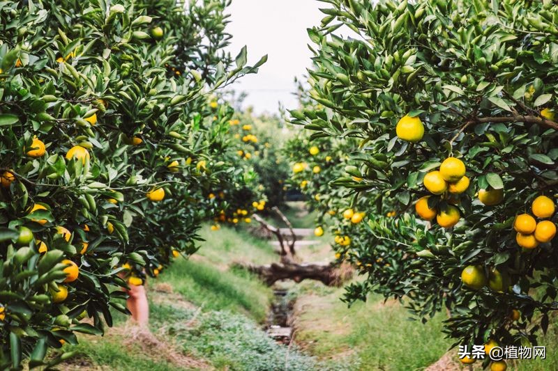 柑橘太酸了怎么办,柑橘降酸