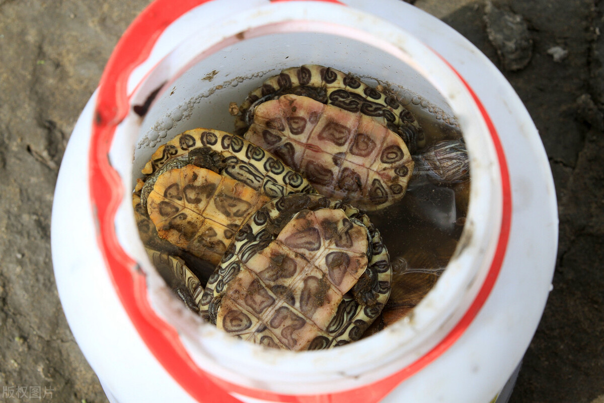 巴西乌龟冬眠结束后怎么处理,吸水树脂乌龟冬眠会不会腐皮