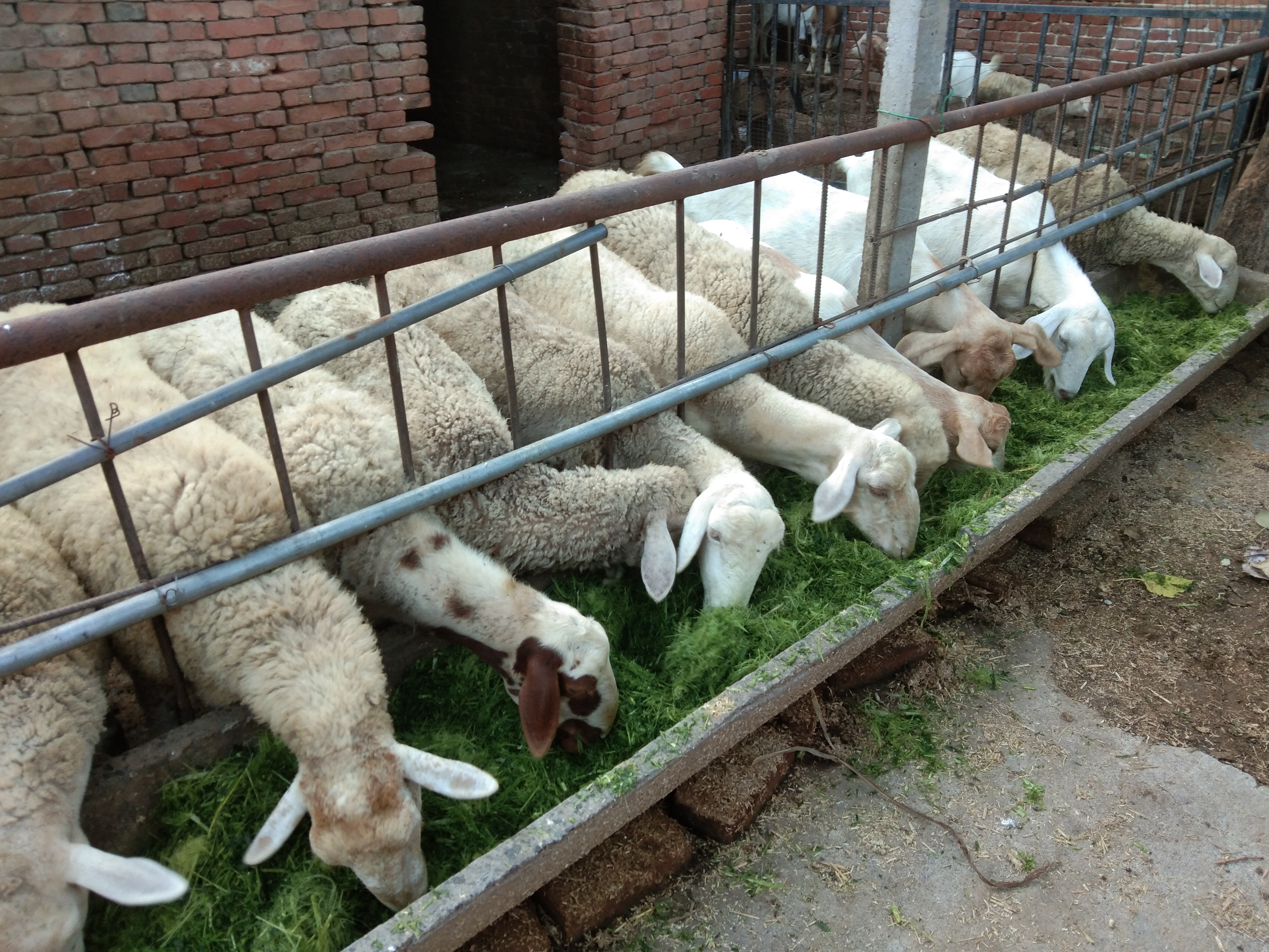 羊有布病的症状及治疗方法,羊粪怎么判断羊病