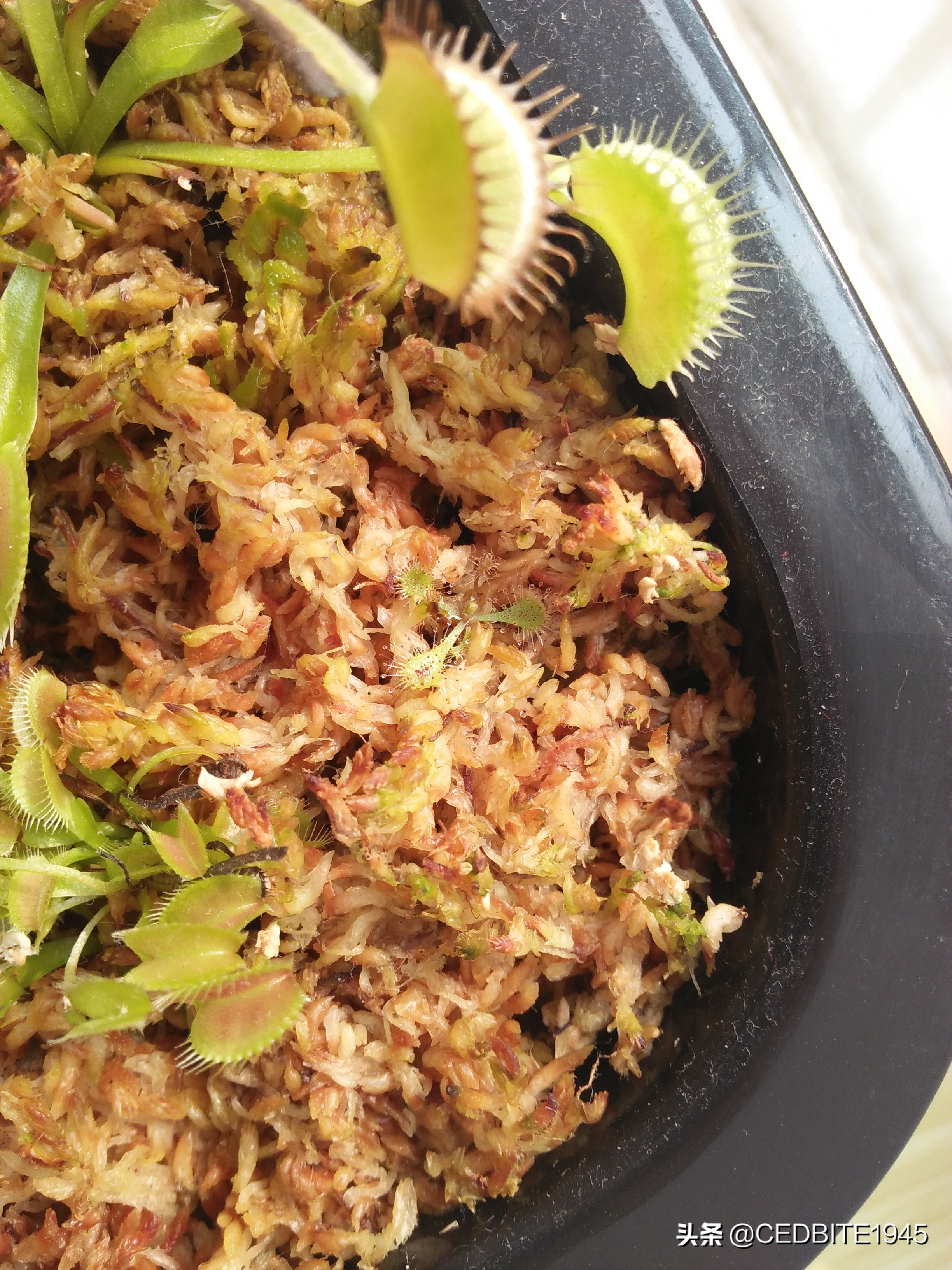 捕虫效率最高的食虫植物——茅膏菜种植攻略