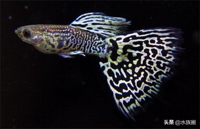 养孔雀鱼需要配备什么,养孔雀鱼需要哪些用品