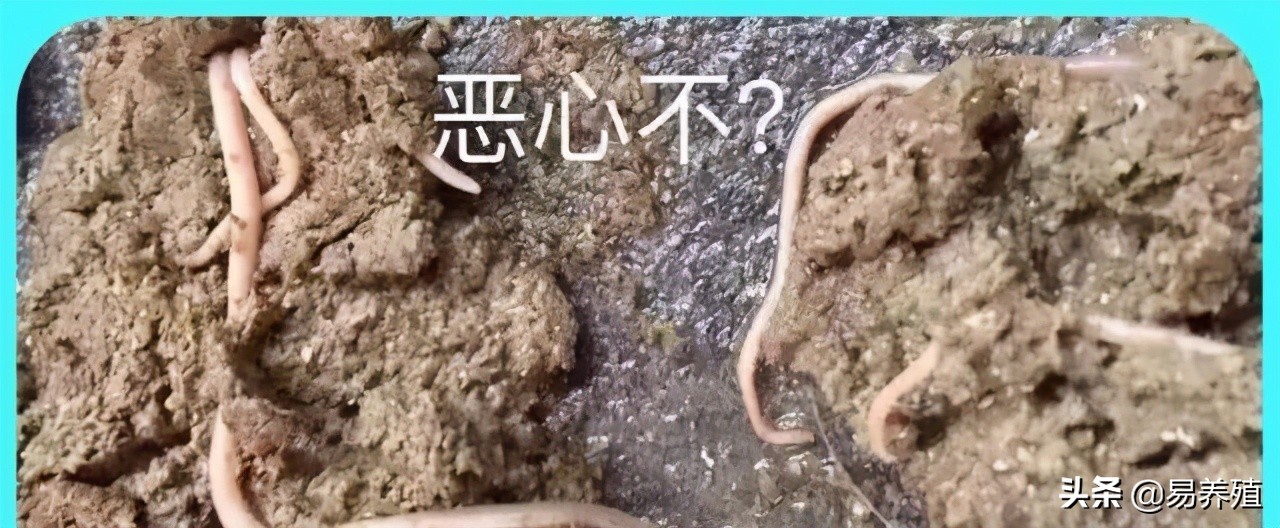 吃了驱虫药依然排出虫子,猪场驱虫3大误区