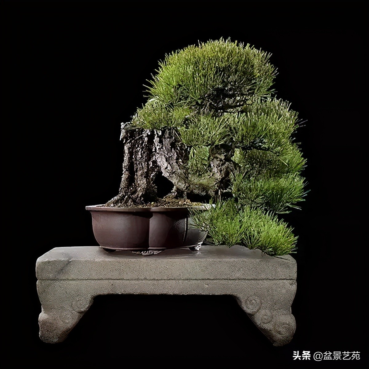 西泠印社砚台最高价拍卖记录,杭州西泠拍卖盆景