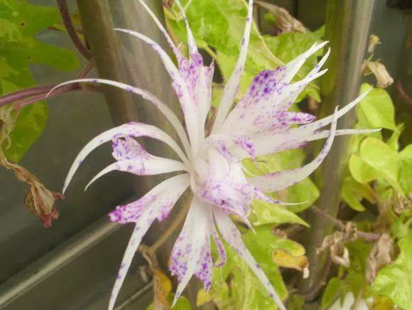 牵牛花到处游,牵牛花随便种