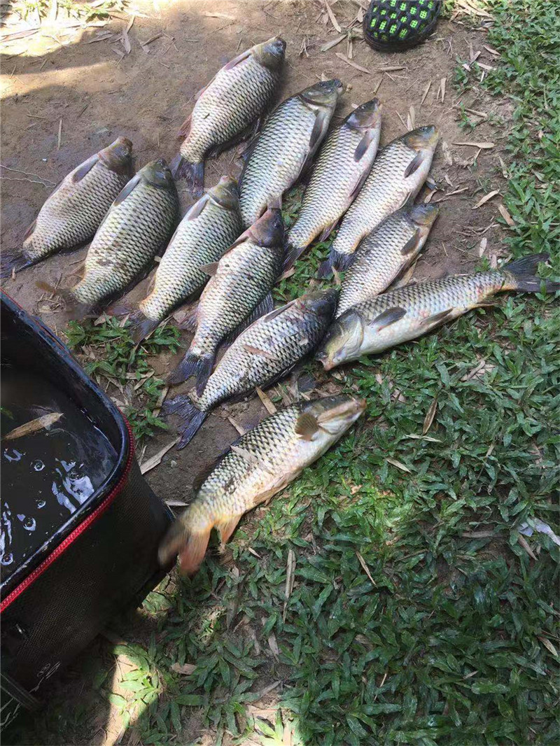 现在什么时候适合野钓鱼,野钓窗口期