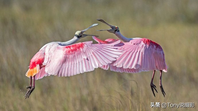 深度揭秘拍摄鸟类,如何拍鸟这些鸟类摄影技巧要学会