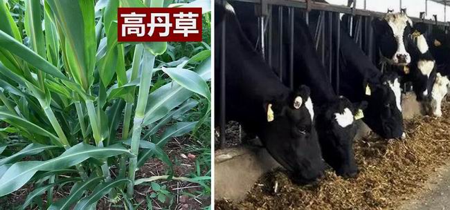 高粱全世界都有吗,各种高粱的认识