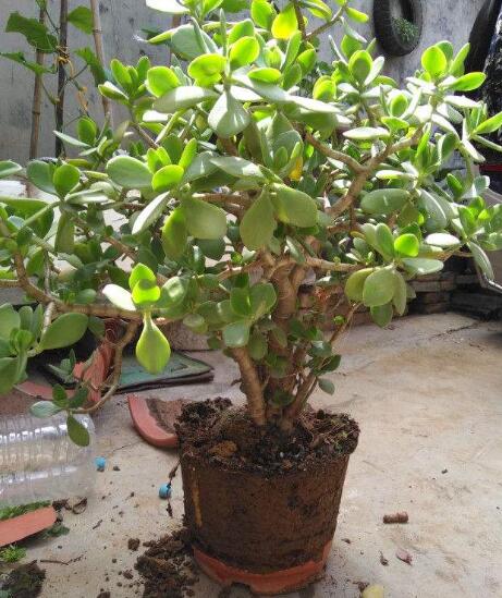 玉树黄叶快速治疗,玉树叶黄怎么补救最快