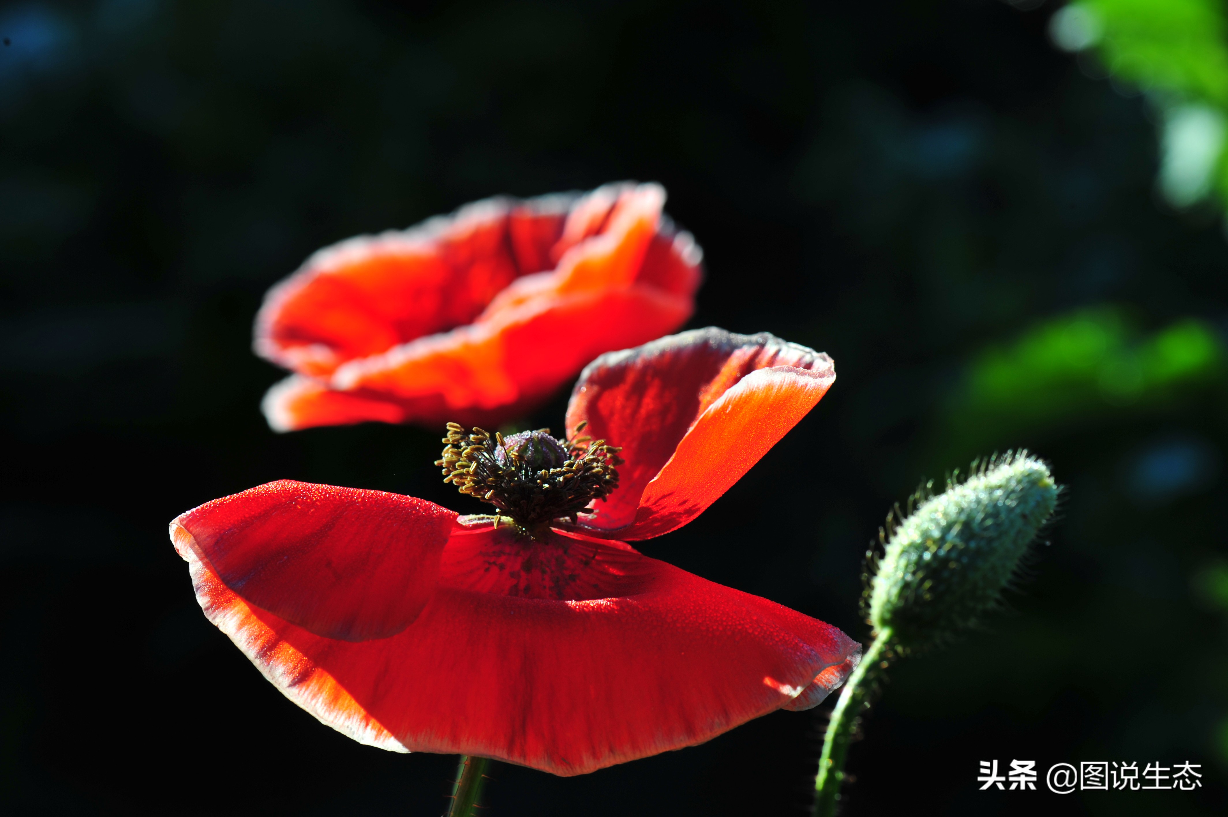 一口气看完塞罕坝全篇,参观塞罕坝有感1000字