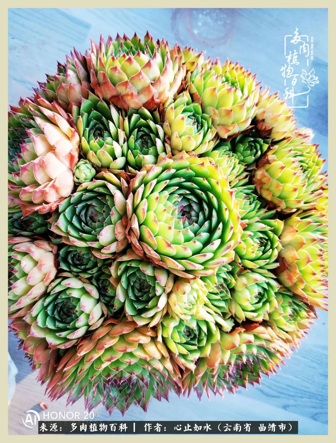 感谢陪伴感恩所有的遇见,让每个人都能感受到多肉的美好