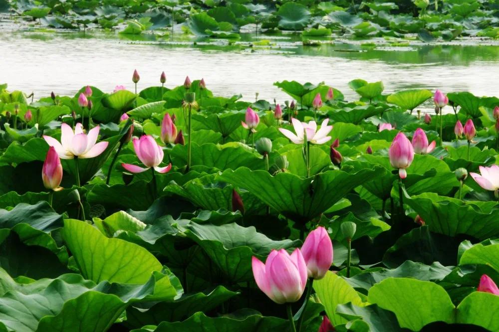 夏季最美荷花在哪里,山东最漂亮的荷花