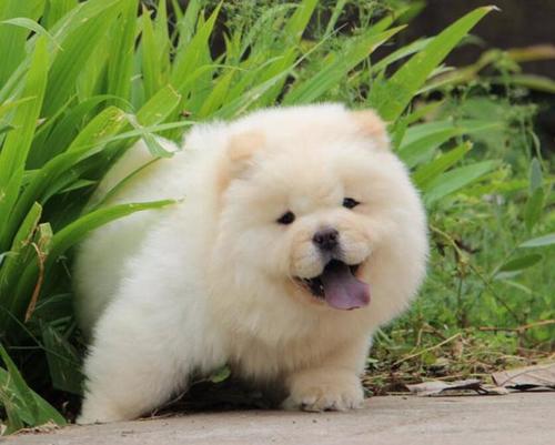 经济条件不好可以养金毛吗,如果经济不允许阿拉斯加犬吃什么